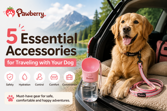 5 Essential Accessories for Traveling with Your Dog